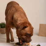 Allintitle vet approved homemade dog food recipes for kidney disease