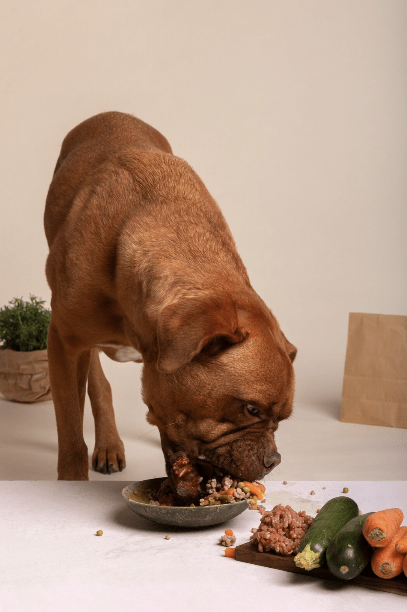 Allintitle vet approved homemade dog food recipes for kidney disease